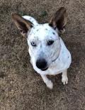 Paloma, an adoptable Catahoula Leopard Dog in Lockport, NY, 14094 | Photo Image 1