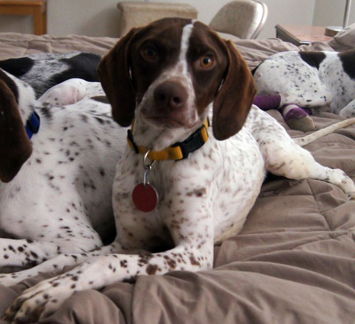 Dog For Adoption Gimli Yepcats In Foster A German Shorthaired Pointer In Salt Lake City Ut Petfinder