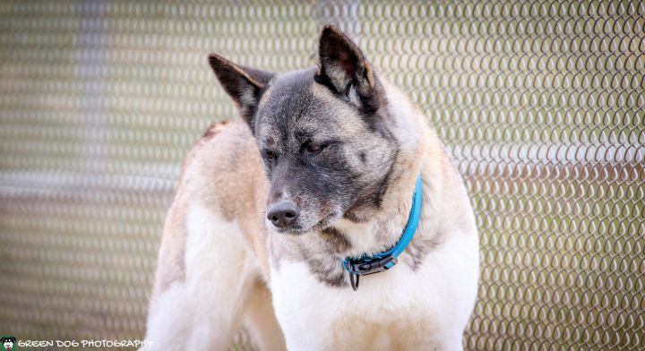 Farrah, an adoptable Akita in Lake Odessa, MI