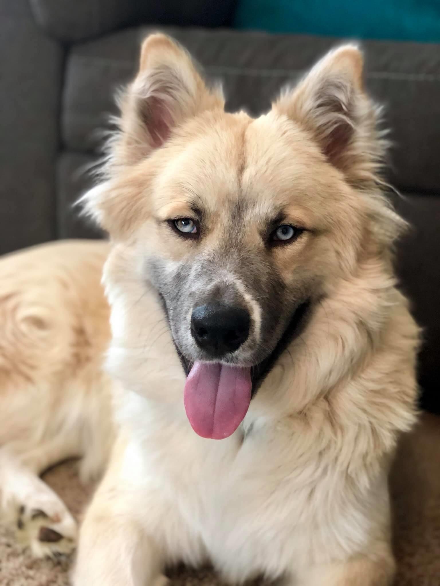 Loki, an adoptable Golden Retriever, Husky in Irmo, SC, 29063 | Photo Image 1