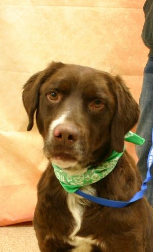 Dog For Adoption Leo A German Shorthaired Pointer Labrador