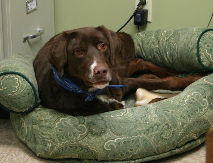 Dog For Adoption Leo A German Shorthaired Pointer Labrador