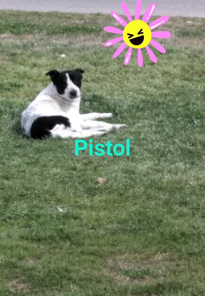 Gunshot, an adoptable Border Collie, Australian Cattle Dog / Blue Heeler in Fort Worth, TX, 76126 | Photo Image 1