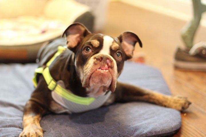 Paris, an adopted English Bulldog in Silverlake, WA_image-4