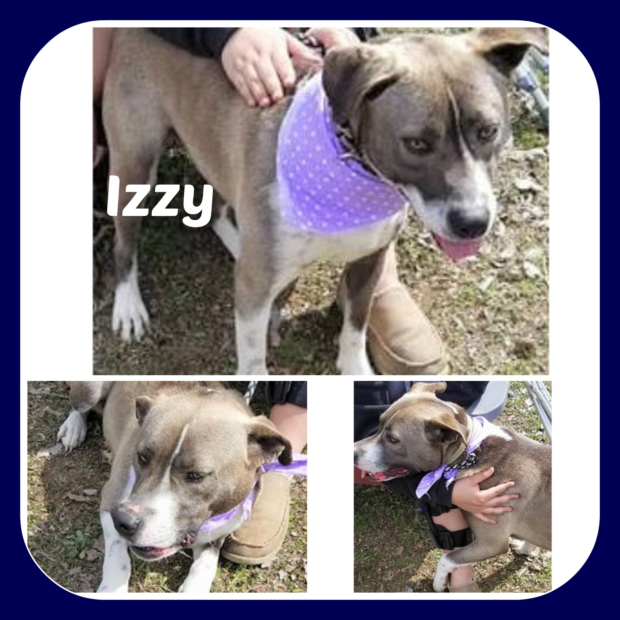 IZZY, an adoptable Husky, Pit Bull Terrier in Malvern, AR, 72104 | Photo Image 1