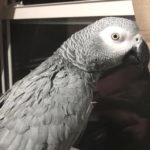 Cairo, an adopted African Grey in Salt Lake City, UT_image-1