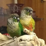 Petrie & Ruby, an adopted Conure in Salt Lake City, UT_image-1