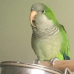 Joey, an adopted Quaker Parakeet in Salt Lake City, UT_image-1