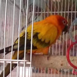Lola, an adopted Conure in Salt Lake City, UT_image-1