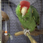 Pabo, an adopted Amazon in Salt Lake City, UT_image-1