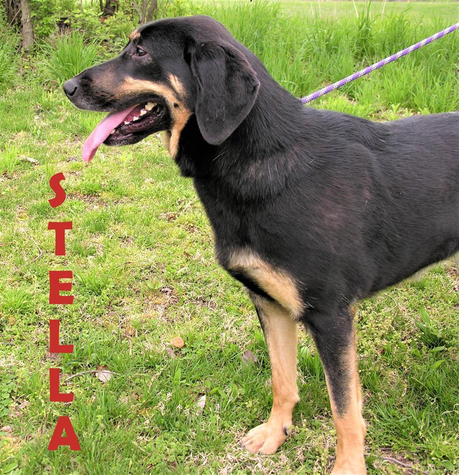 Stella detail page