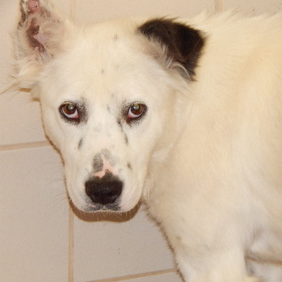 Nola, an adoptable Spitz in Dallas, TX, 75248 | Photo Image 2