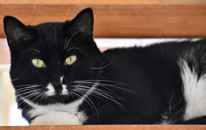 Arturo, an adoptable Domestic Short Hair, Tuxedo in Iroquois, IL, 60945 | Photo Image 1