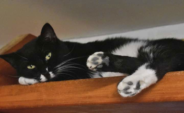 Arturo, an adoptable Domestic Short Hair, Tuxedo in Iroquois, IL, 60945 | Photo Image 2