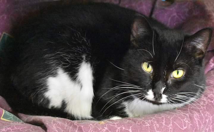 Arturo, an adoptable Domestic Short Hair, Tuxedo in Iroquois, IL, 60945 | Photo Image 3