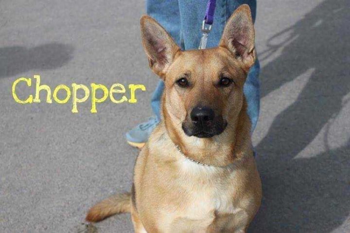 CHOPPER, an adoptable German Shepherd Dog & Jack Russell Terrier Mix in Dallas, PA_image-1