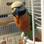 Cleopatra, an adopted Parrot (Other) in Salt Lake City, UT_image-1