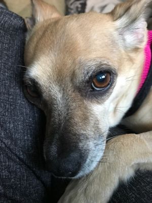 Candy:  Sweet Senior