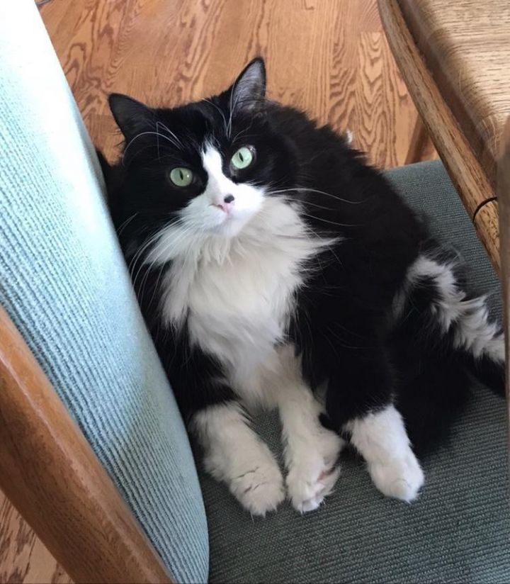 Cat For Adoption Fluffy A Domestic Long Hair Tuxedo Mix In