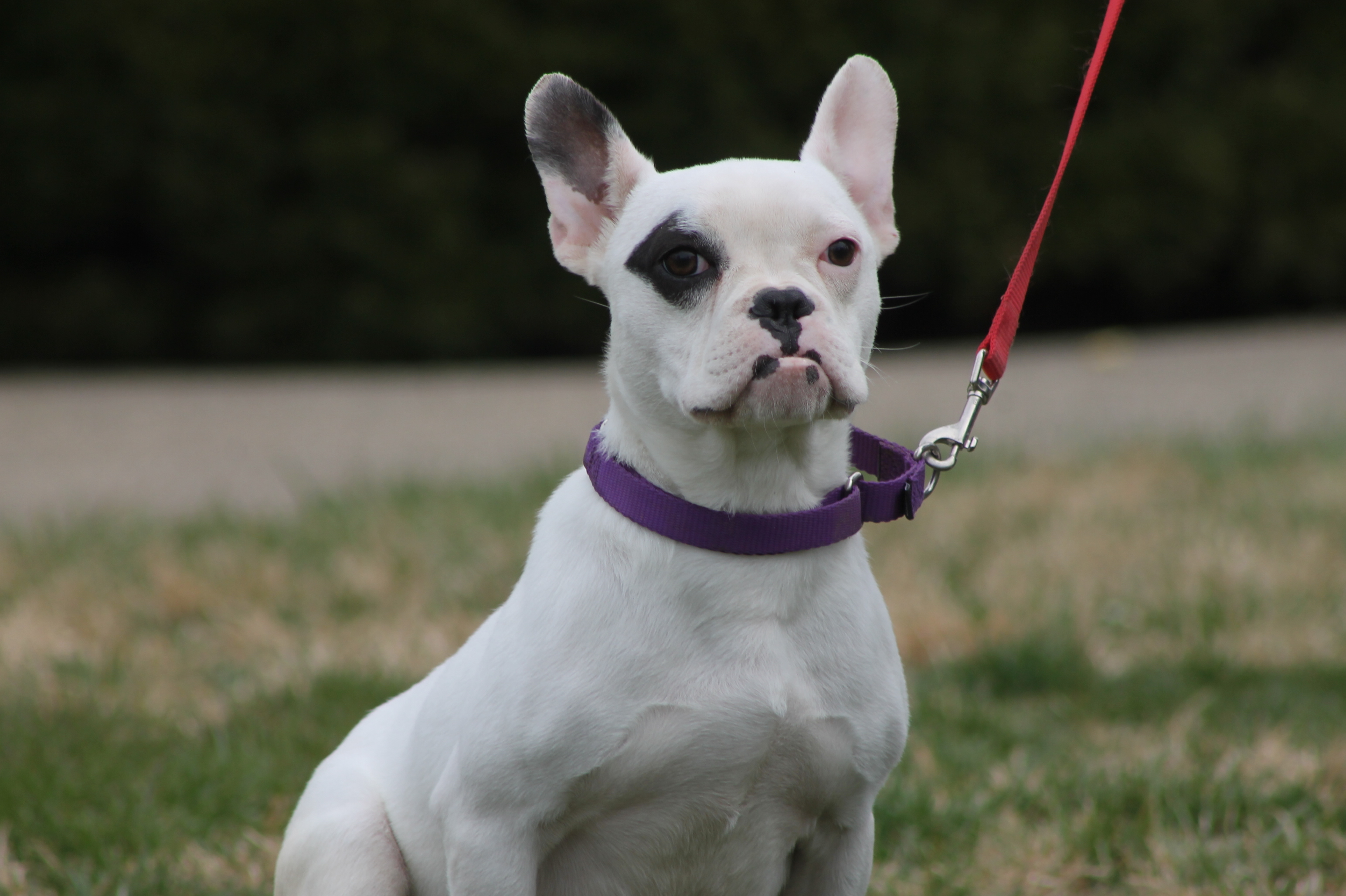 Bulldog Englishmix