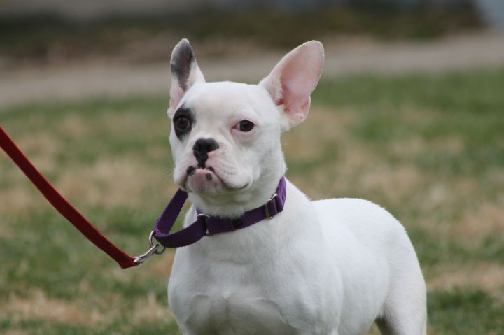 Bulldog French Bulldog Mix