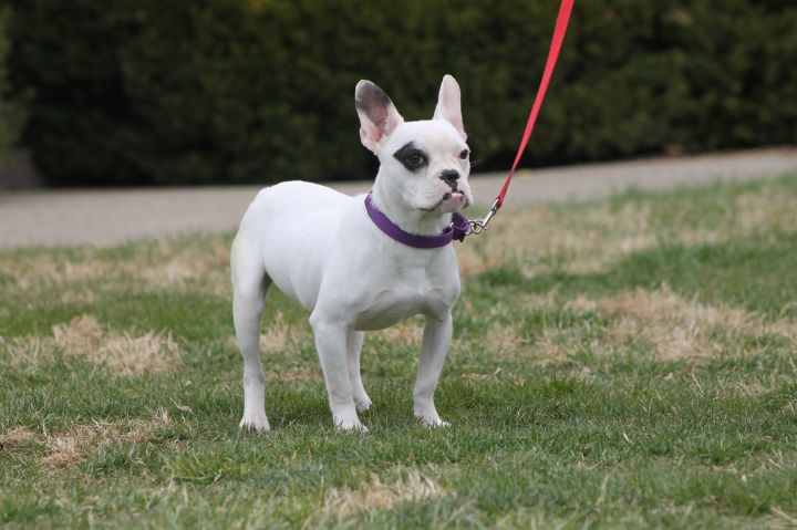 Bulldog French Bulldog Mix