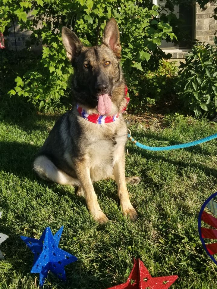 Dog For Adoption Gunther A German Shepherd Dog In Salt Lake