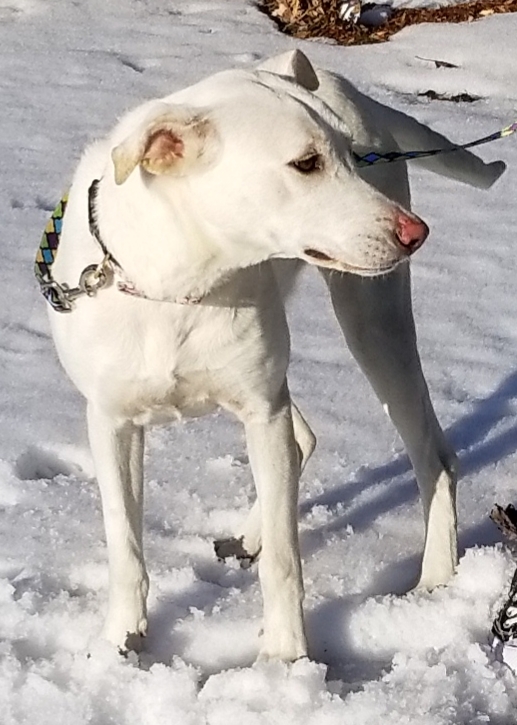 Jacque, an adoptable Labrador Retriever Mix in Williston, VT