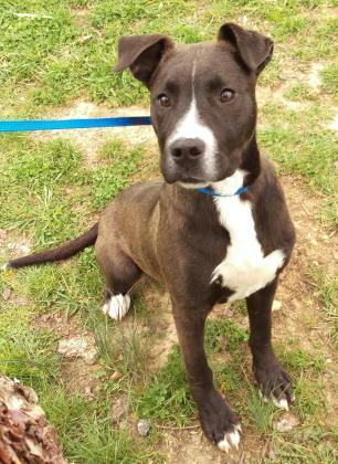Bronn, an adoptable Pit Bull Terrier Mix in Glasgow, KY