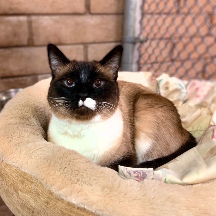 Cat for adoption Gemma *Declawed*, a Snowshoe & Siamese Mix in Phoenix, AZ Petfinder