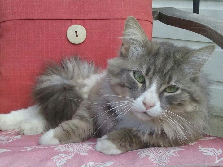 Domestic Long Hair Vs Maine Coon - Berbagai Permainan