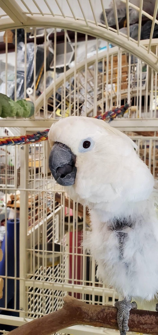 Liberty, an adoptable Cockatoo in Marietta, GA_image-1