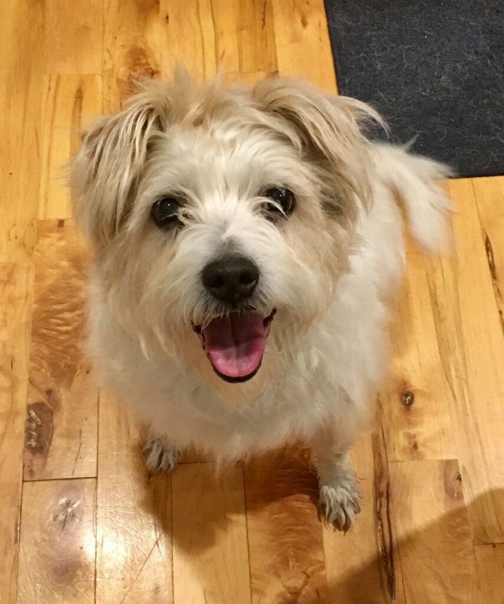 Holly, an adoptable Terrier Mix in Gallatin, TN