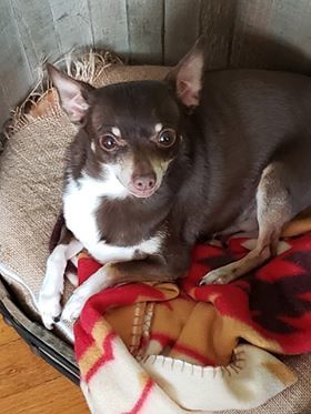 Rudy, an adopted Chihuahua in Fort Thomas, KY_image-2