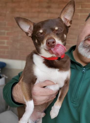 Rudy, an adopted Chihuahua in Fort Thomas, KY_image-4