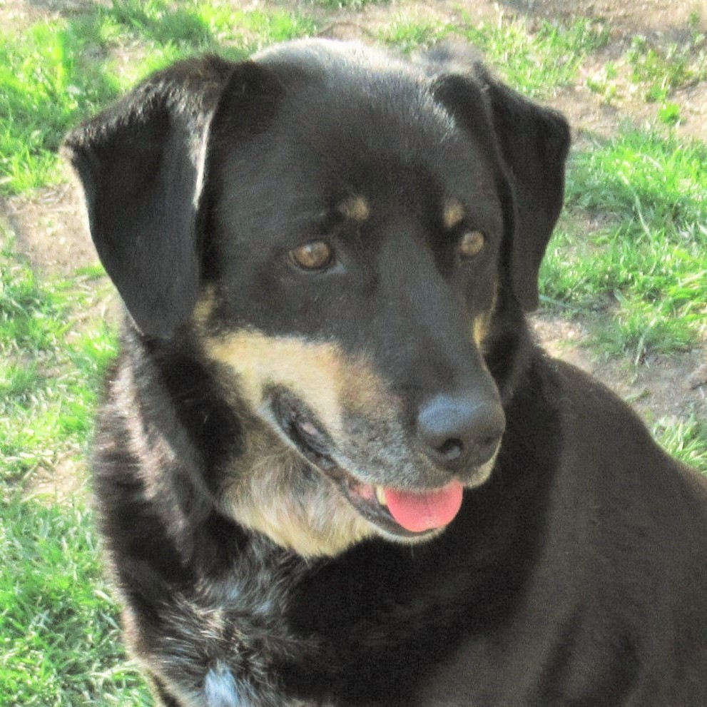 Jed, an adoptable Labrador Retriever, Rottweiler in Godley, TX, 76044 | Photo Image 1