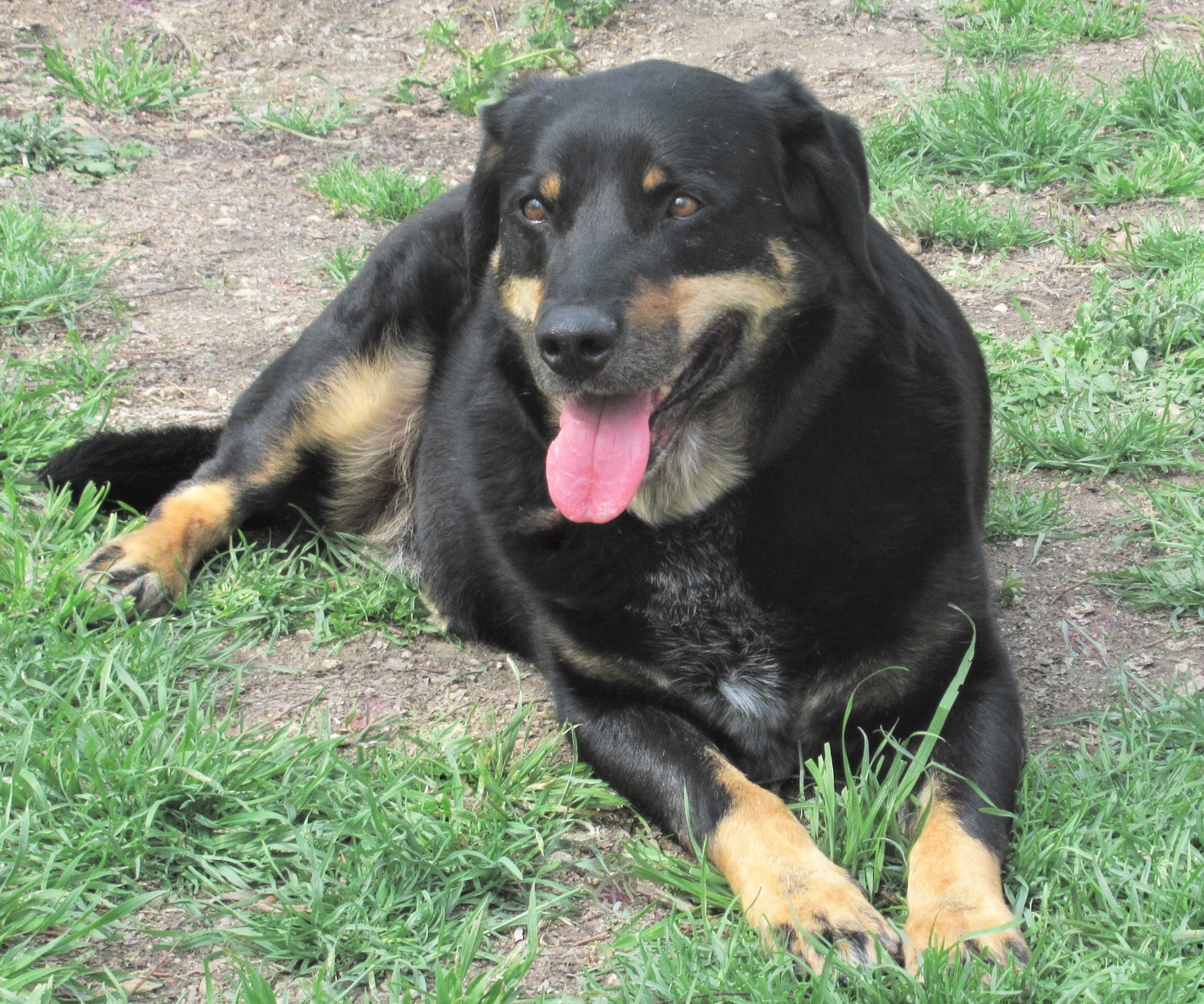 Jed, an adoptable Labrador Retriever, Rottweiler in Godley, TX, 76044 | Photo Image 2