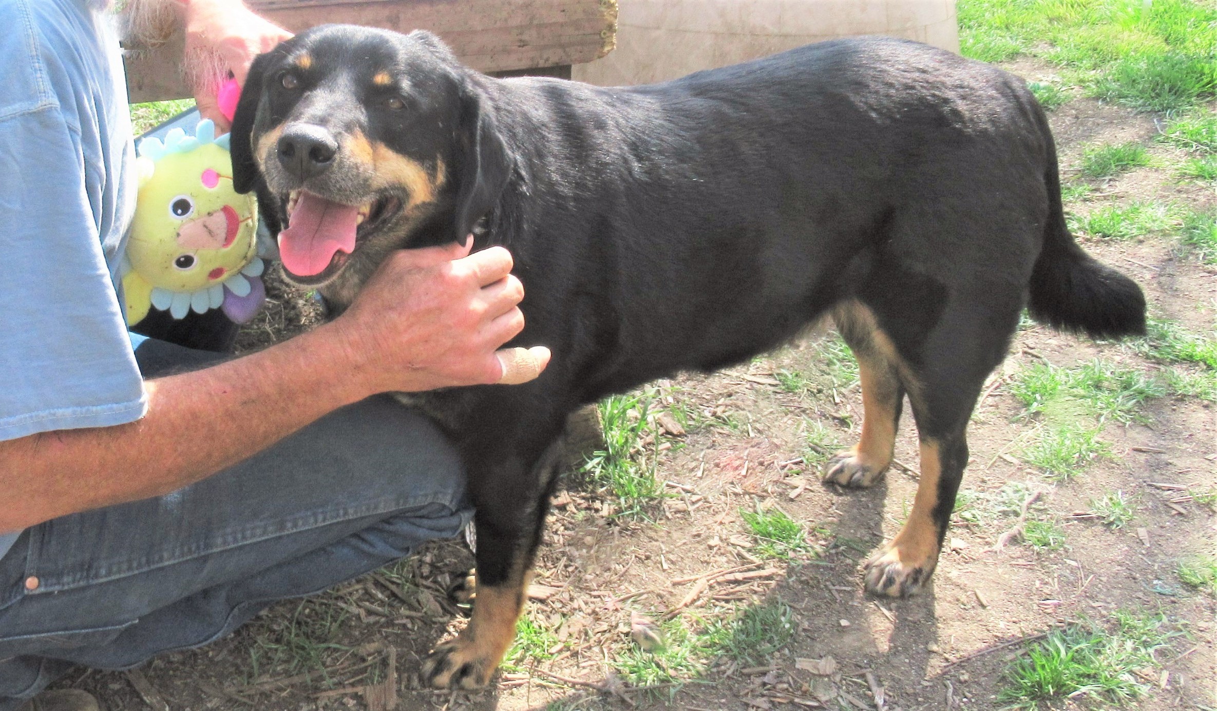 Jed, an adoptable Labrador Retriever, Rottweiler in Godley, TX, 76044 | Photo Image 3