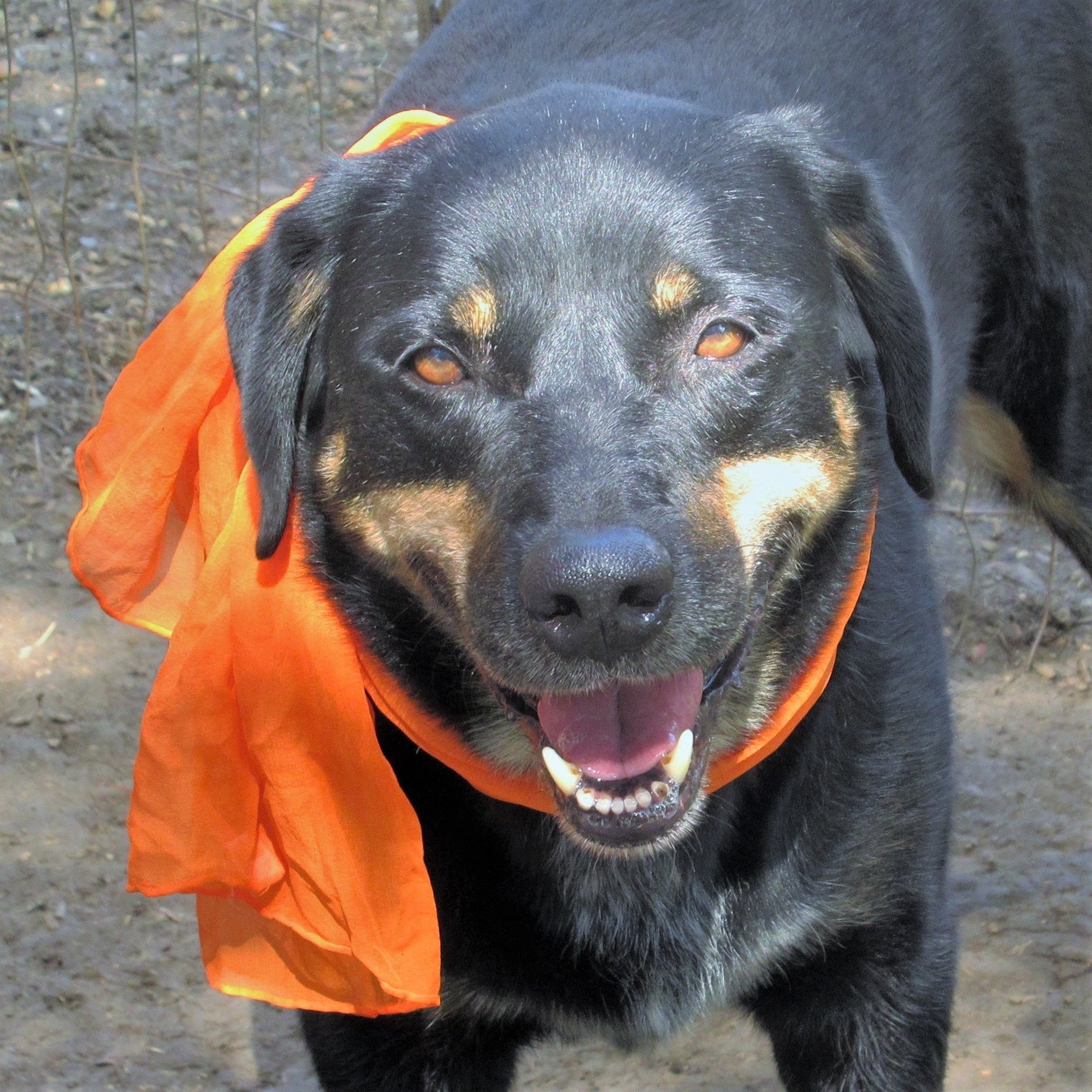 Jed, an adoptable Labrador Retriever, Rottweiler in Godley, TX, 76044 | Photo Image 4
