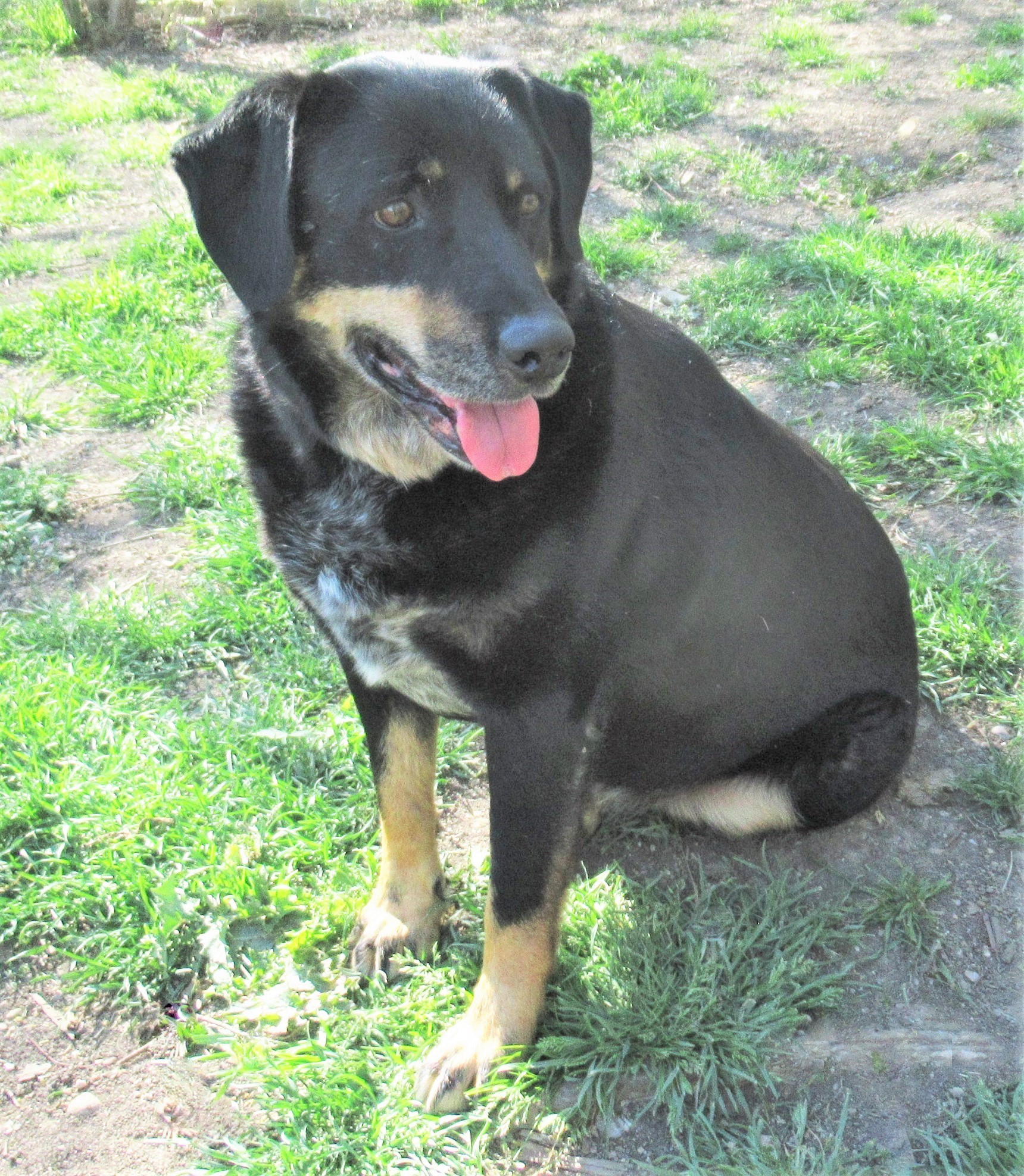 Jed, an adoptable Labrador Retriever, Rottweiler in Godley, TX, 76044 | Photo Image 5