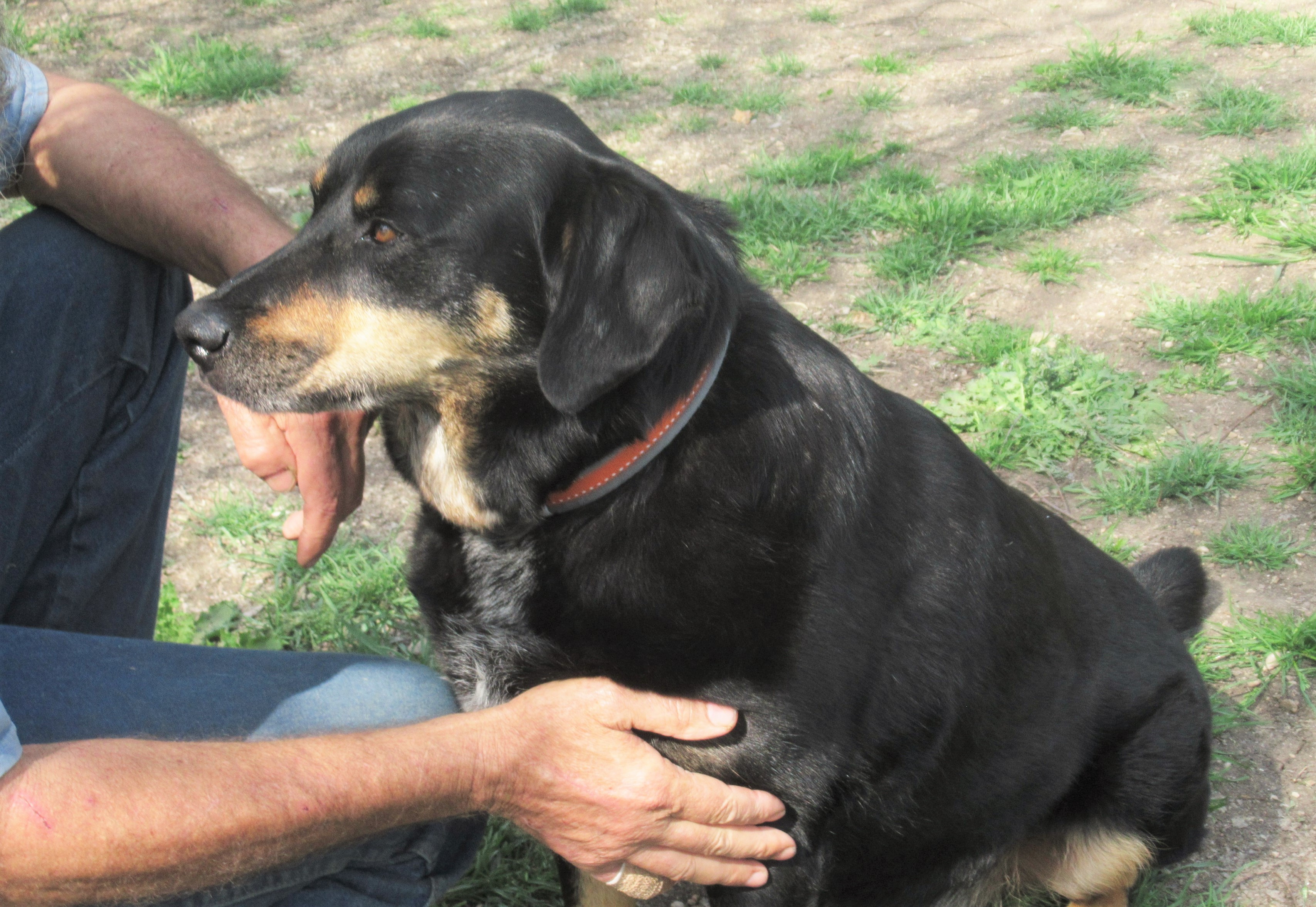 Jed, an adoptable Labrador Retriever, Rottweiler in Godley, TX, 76044 | Photo Image 6