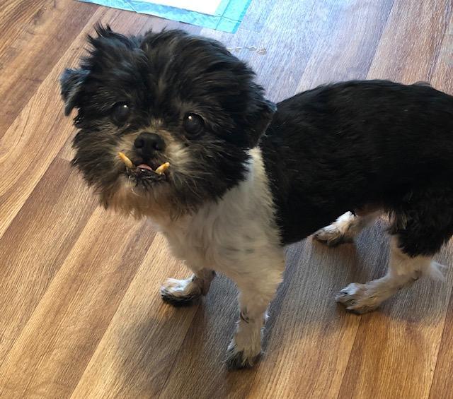 Marvin, an adoptable Shih Tzu in White House, TN