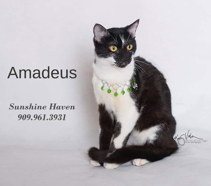 Amadeus, an adoptable Domestic Short Hair Mix in Banning, CA_image-1