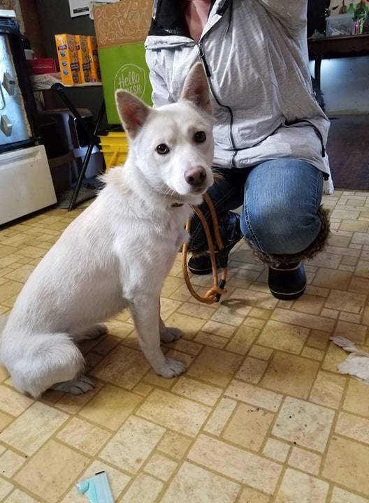 Dog For Adoption Reba A Shiba Inu Husky Mix In