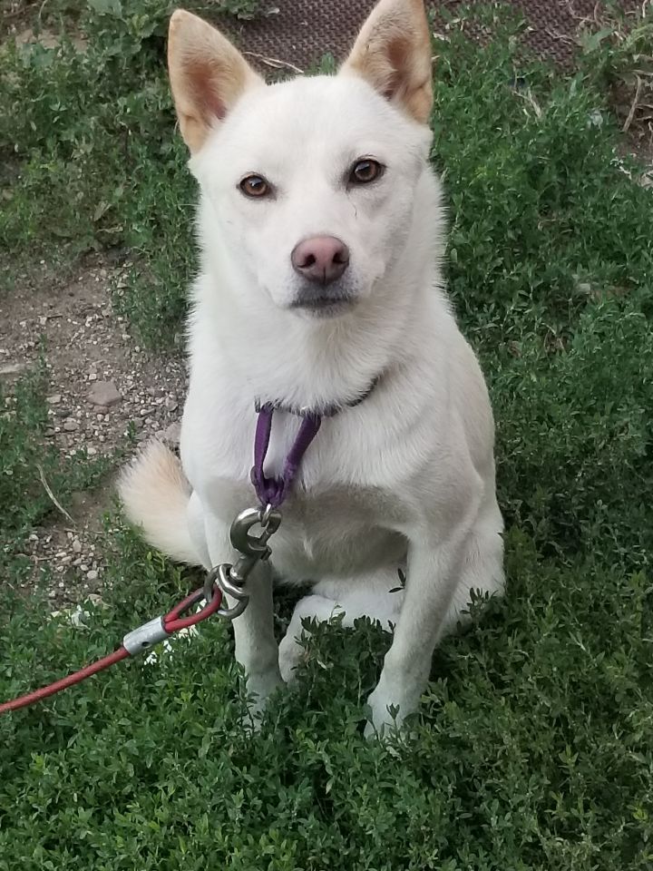 Dog For Adoption Reba A Shiba Inu Husky Mix In
