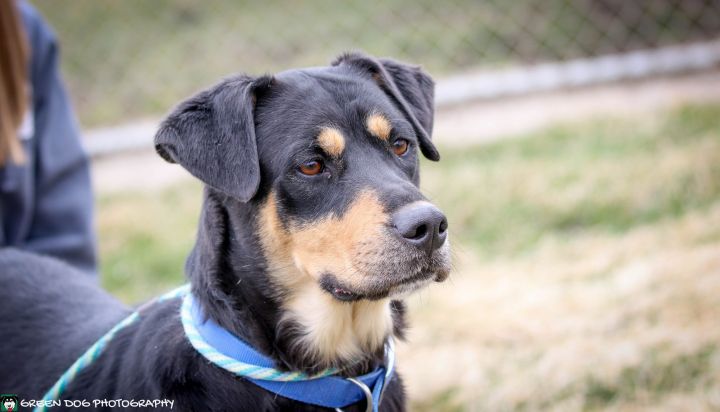 Repo, an adoptable Rottweiler Mix in Lake Odessa, MI