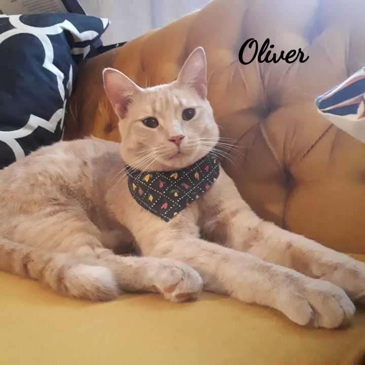Oliver 2