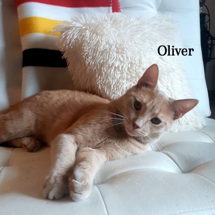 Oliver 4