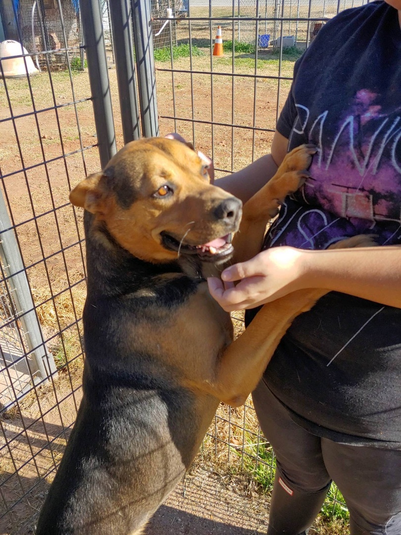 Snooky, an adoptable German Shepherd Dog in Henrietta, TX, 76365 | Photo Image 3