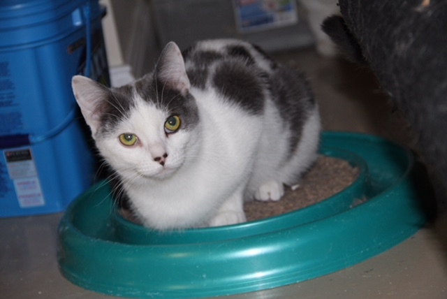 Cindy, an adoptable Domestic Short Hair Mix in Fredericton, NB_image-2